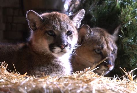 Adorable mountain lion pals leaving Oakland for forever home; elephant seeking new friends